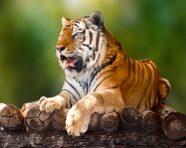 Siberian or Amur tiger lying down on wooden deck