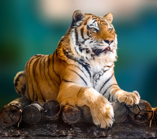 istock Siberian or Amur tiger lying down on wooden deck 1320186631
