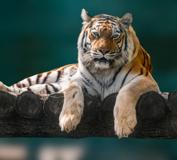 istock Siberian or Amur tiger lying down on wooden deck 1320186636