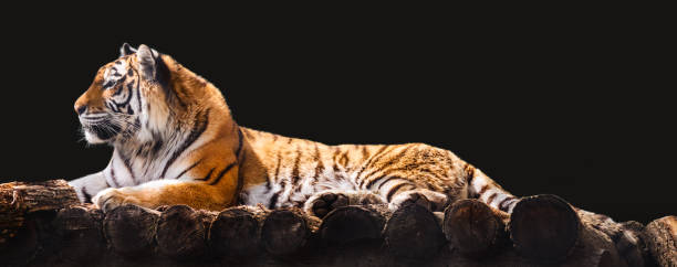 Amur tiger lying down on wooden deck on black