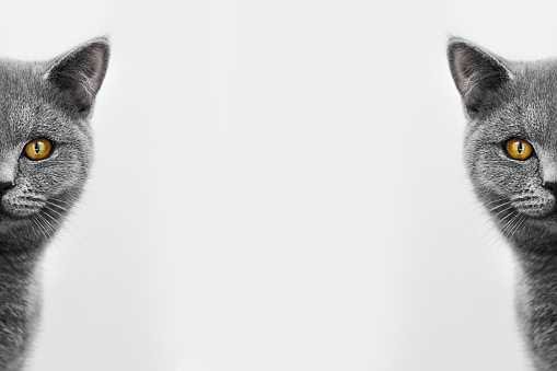 Two halves of a cat's muzzle on a white background.