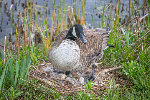 A female Canada goose watches her eggs in her nest.