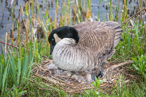A female Canada goose watches her eggs in her nest.