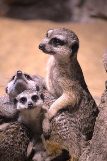 istock Meerkats in a mink 1320188911