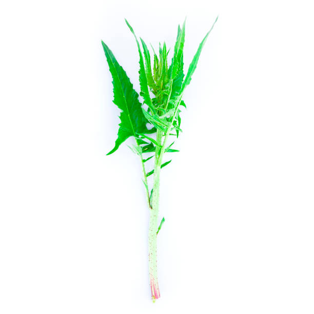 istock green edible plant. susai, isolated on white 1320189229