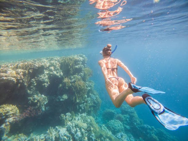 Woman dives in tropical sea, underwater shot She explores the reef around, people on vacations, she adventures underwater diving flippers stock pictures, royalty-free photos & images