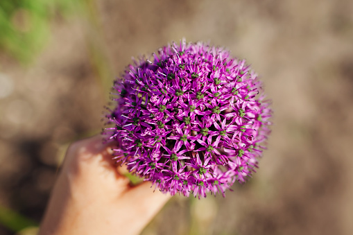 Allium Gladiator flowers blooming in spring garden. Gardener holding purple blossoms in landscape. Top view close up