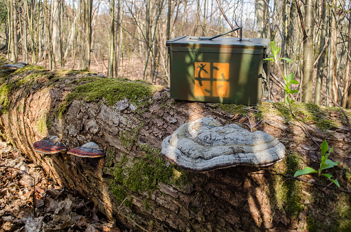 Geocaching ammo box on a fallen tree trunk with polypores