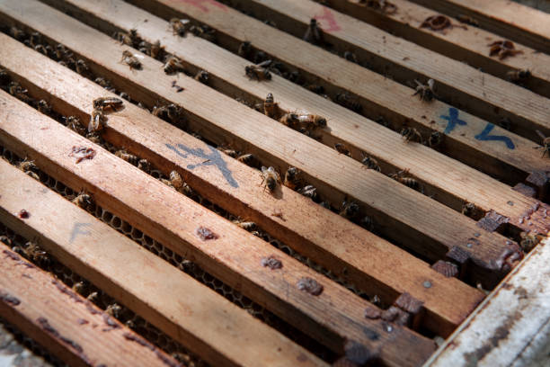 istock Beehive open for inspection by the beekeeper 1320191439
