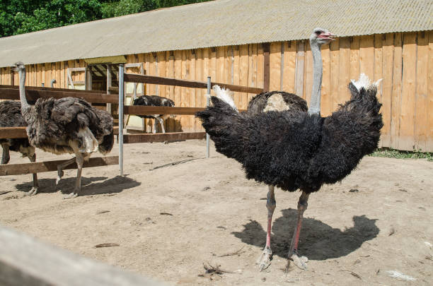 istock Ostrich farm in Kuldiga, Latvia 1320192101