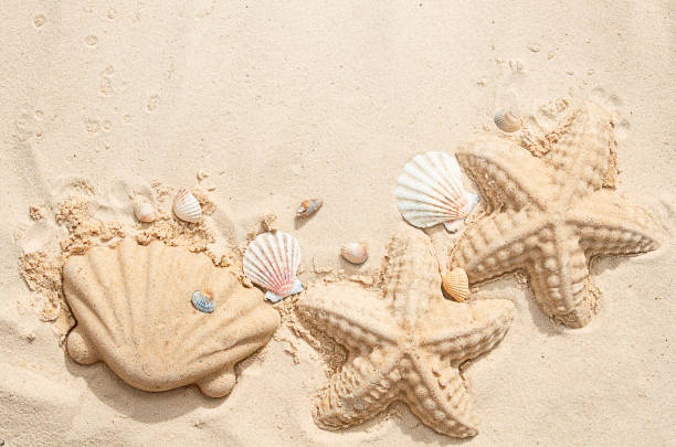 istock seashells are made of sand 1320193313
