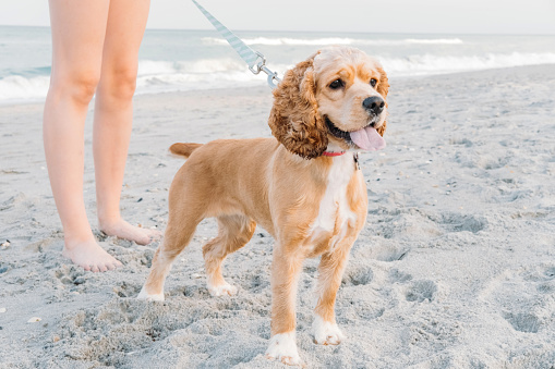 Cute pets dog walking on sandy beach. Concept of fun pastime with dog in summertime.