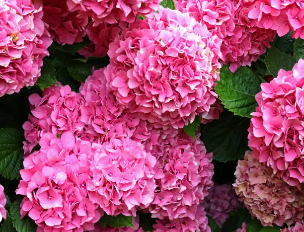 many hydrangea flowers blossomed in spring in the garden flower bed just
