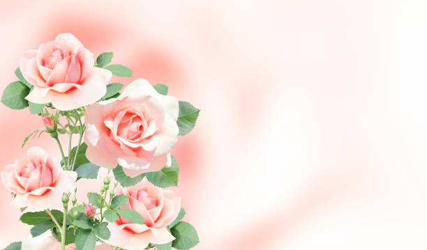 istock Blurred horizontal background with rose of pink color 1320196045