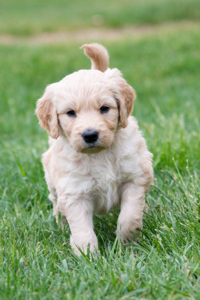 istock Puppy dog one month old Retriever/Poodle 1320196217