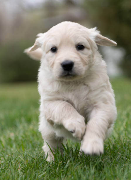 istock Puppy dog one month old Retriever/Poodle 1320196228