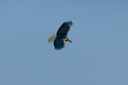Bald Eagle soars overhead in blue sky looking down at the ground.