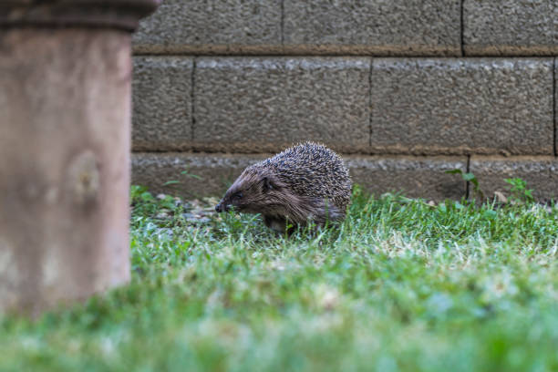 istock hedgehog in the garden 1320197057
