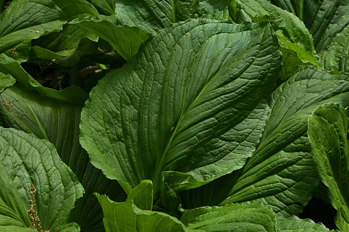 The very large and highly textured leaves of skunk cabbage (the first plant to come up in much of eastern North America), in all their spring glory. Taken in a Connecticut swamp.