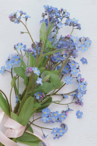 bouquet di fiori dimenticati-me-not su sfondo bianco in legno - myosotis sylvatica foto e immagini stock