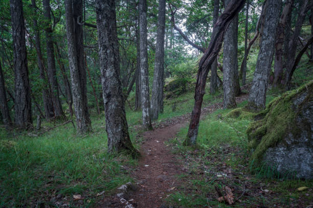 istock Hiking Trail Through the Forest 1320198710