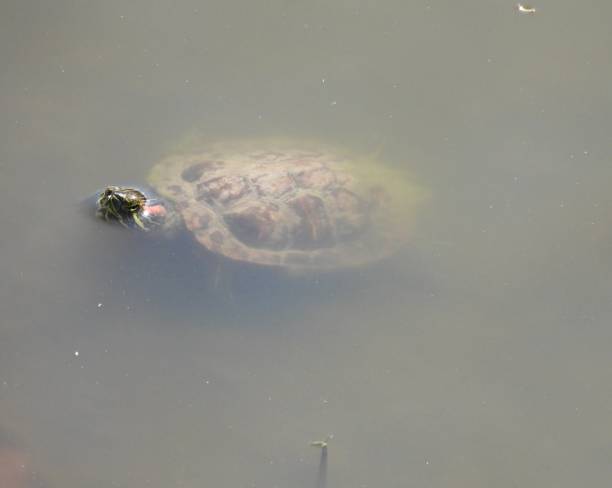 istock Red-eared Slider Turtle (Trachemys scripta elegans) swimming in a Florida lake 1320199058