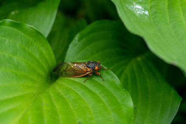 istock isolated cicada insect on a green leaf 1320199841