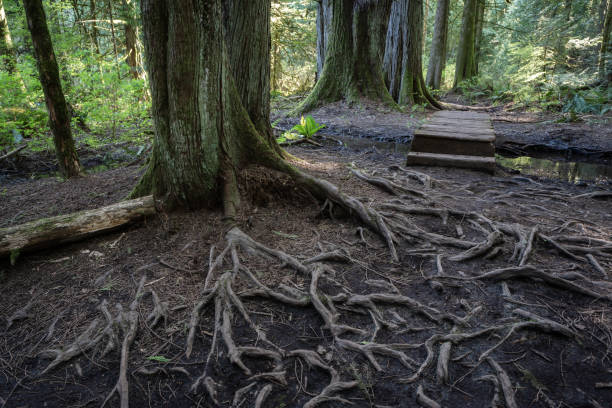 Francis King Regional Park Forest pathway through the Francis King Regional Park in Victoria, BC. pacific northwest region stock pictures, royalty-free photos & images