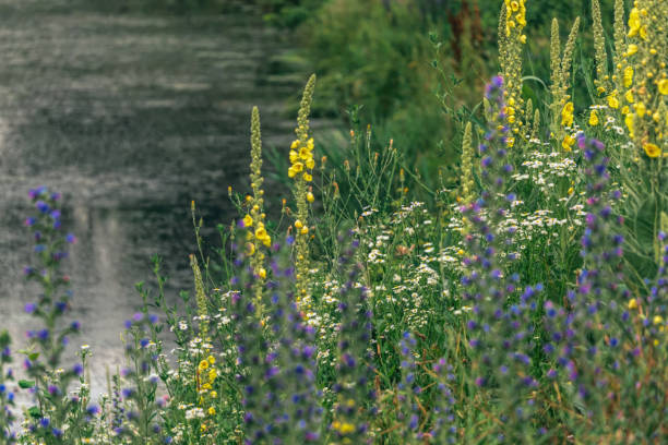 Picturesque summer river bank. Blooming yellow wildflowers against the background of flowing water. Midsummer season and colorful landscape