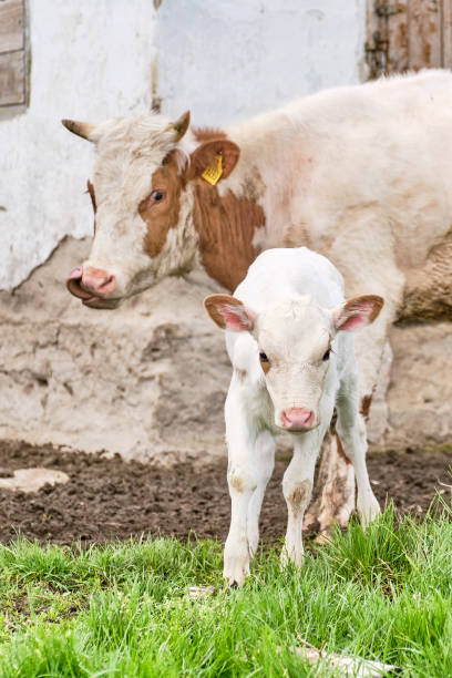 カメラを見ているかわいい白い子牛。彼の母牛は彼の隣に立っている - domestic cattle calf mother field ストックフォトと画像