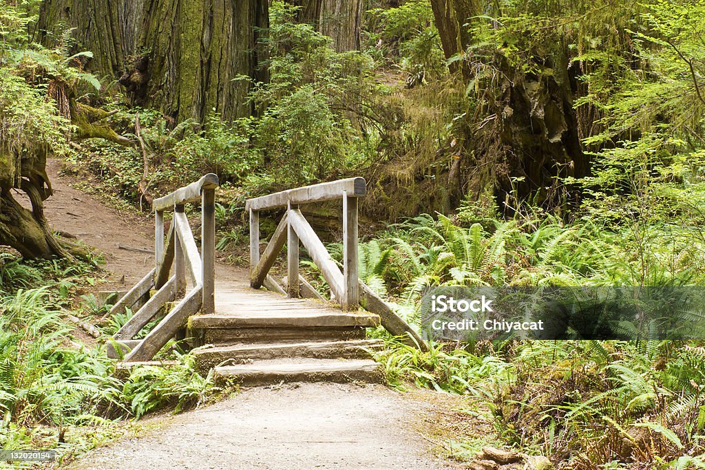 Bridge in the Redwood Forest of California A scenic bridge in the Redwood forest. Ancient Stock Photo