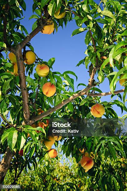 Peach Tree Stockfoto und mehr Bilder von Agrarbetrieb - Agrarbetrieb, Baum, Blatt - Pflanzenbestandteile