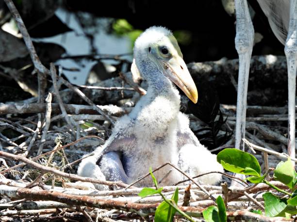 istock Wood Stork (Mycteria americana) juvenile in the nest 1320207114