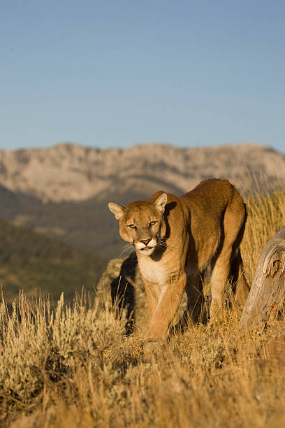 istock Mountain Lion in North America 132020766