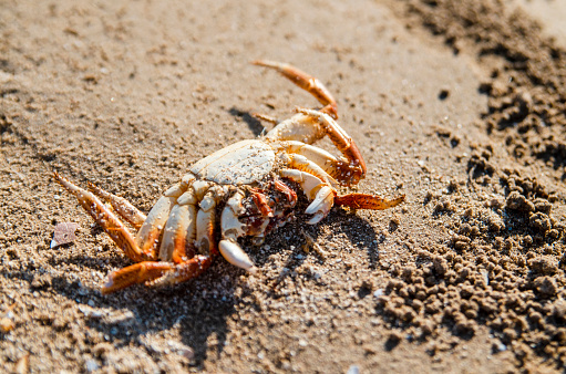 Dead Crab on sand beach