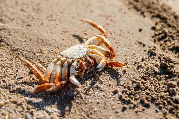 Photo of Dead Crab on sand beach