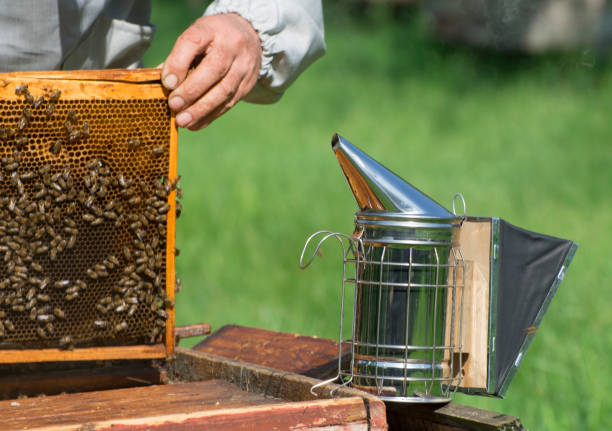 istock A beekeeper works at a bee apiary. A smoker and honeycomb on the hive. 1320208514