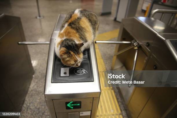 Alico Cat Sleeping On Metro Turnpike Stock Photo - Download Image Now - Domestic Cat, Subway, Istanbul