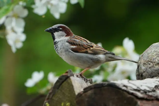 Housesparrow (Passer domesticus) in a spring garden perched on a log