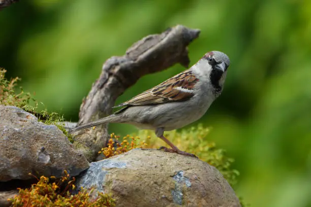 Housesparrow (Passer domesticus) in a spring garden perched on a stone