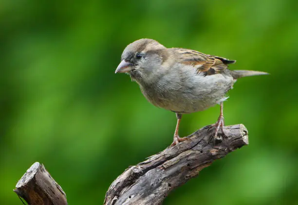 Housesparrow (Passer domesticus) in a  garden perched on a branch