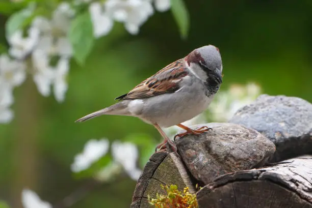 Housesparrow (Passer domesticus) in a spring garden