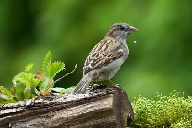 Housesparrow (Passer domesticus)perched on alog
