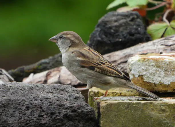 Housesparrow (Passer domesticus) in a  garden gathering food