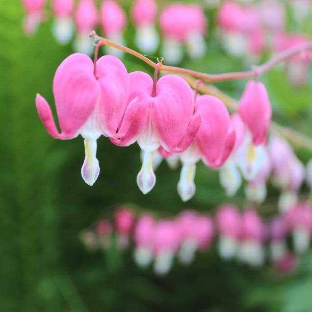 istock Pink and White Bleed Heart Flowers 1320209615