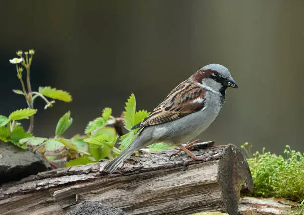 Housesparrow (Passer domesticus) in a  garden sitting on a log