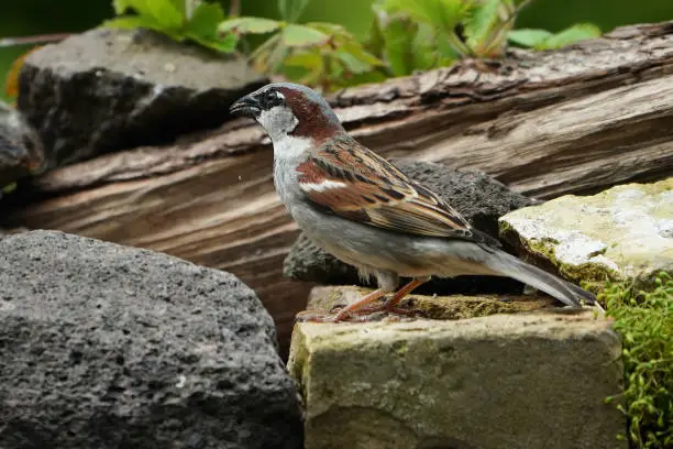 Housesparrow (Passer domesticus) in a  garden perched on a stone