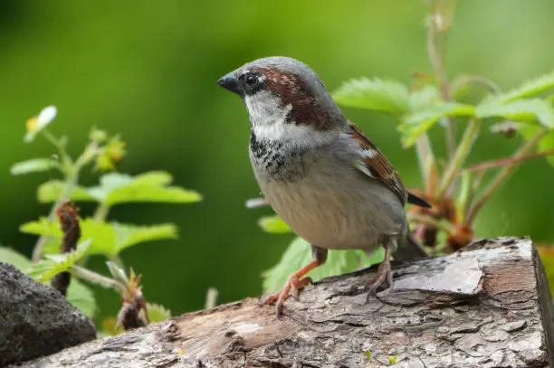 Housesparrow (Passer domesticus) in a spring garden