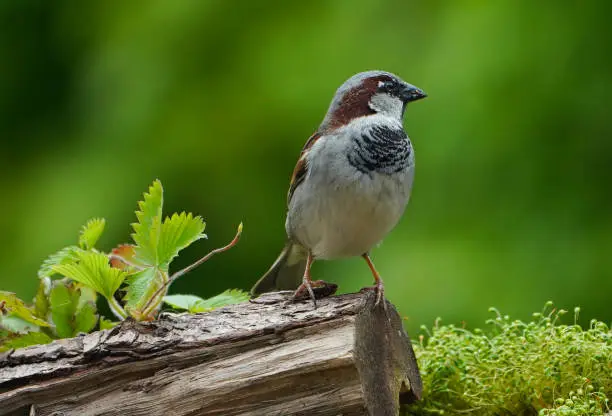 Housesparrow (Passer domesticus) in a spring garden