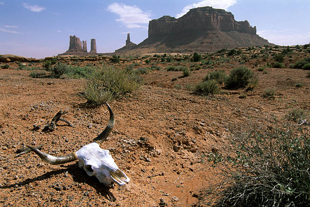 ouest américain - animal skull horned wild west skull photos et images de collection